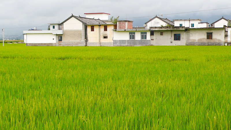 2024年中国粮食进口数据：关键品类与市场变化