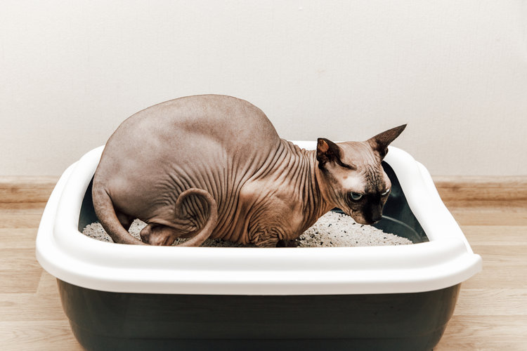猫砂出口数据惊人！这个冷门品类正在横扫欧美宠物市场