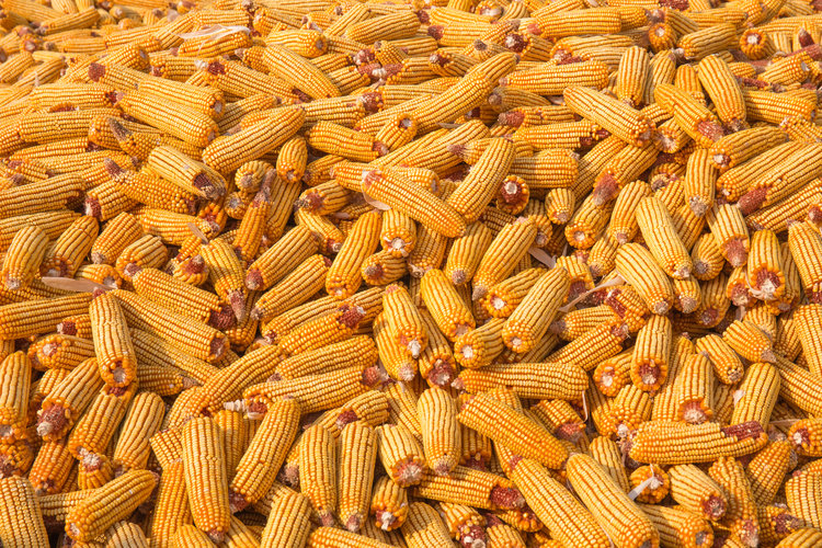 2025中国粮食进出口数据+外贸趋势:全球市场影响分析 2025中国粮食进出口数据+外贸趋势:全球市场影响分析